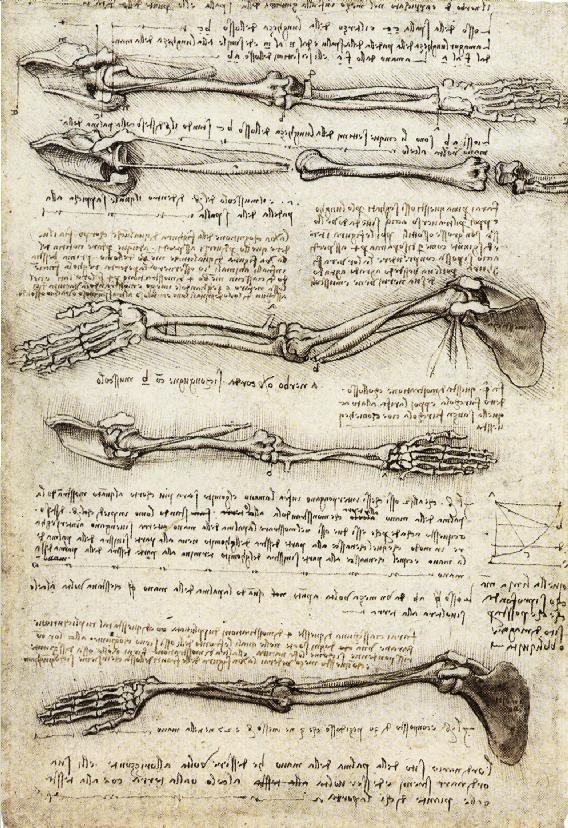 手臂二头肌运动的解剖学研究 达芬奇
