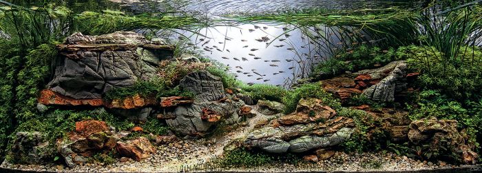 2015年世界水草造景大赛作品 你家的那个只能叫鱼缸