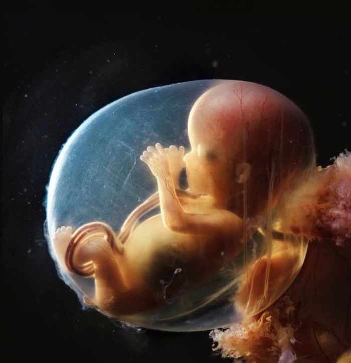 生命勃发之美:科学摄影记录胎儿形成进化_视觉