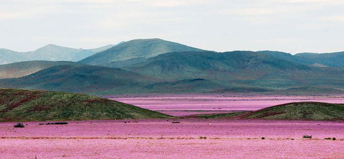 世界最干燥沙漠大雨过后 花开遍地