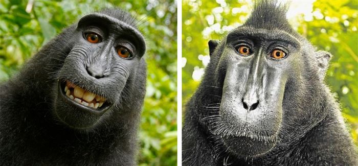 猴子自拍引发版权官司 动物有没有知识产权？