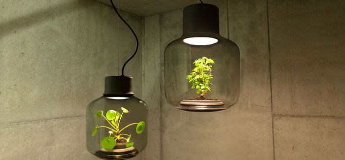 在这个密闭灯具里  植物不用打理也能长得很好