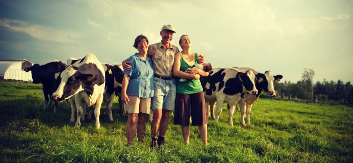 新西兰奶牛雕塑现中文涂鸦 疑抗议海外买家购农场