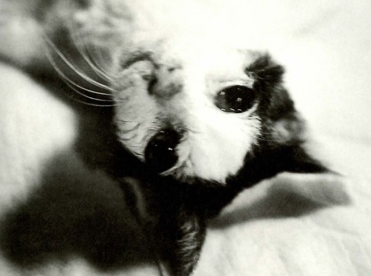 陪伴摄影大师荒木经惟22年 日本最有名的猫Chiro