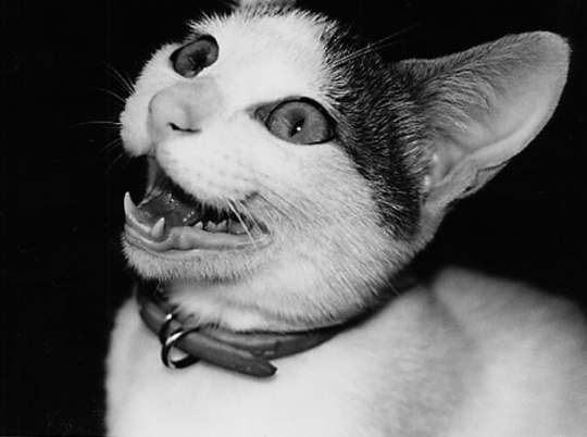 陪伴摄影大师荒木经惟22年 日本最有名的猫Chiro