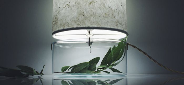 极简主义：把绿植装进你的台灯怎么样？