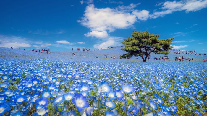 Spring season in japan, People love to walk in this blue carpet flowers (Nemophila blue flowers) at Hitachi seaside park Ibaraki.