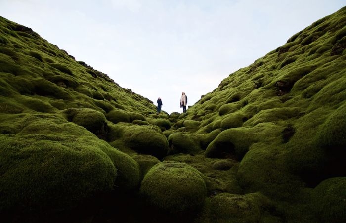Whilst on a road trip in Iceland, we stumbled across a sea of old lava flows that has, over the centuries, been blanketed in thick, green layer of moss.