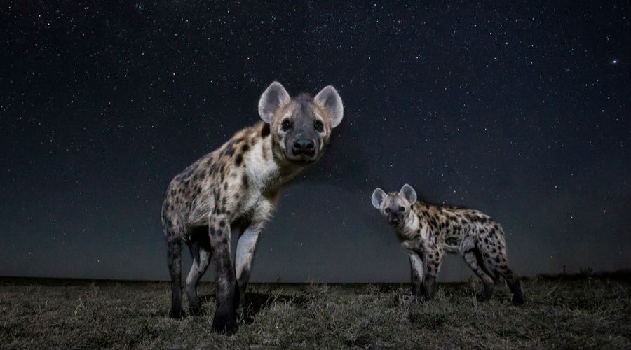13张炫酷照片 展现夜幕下的非洲动物