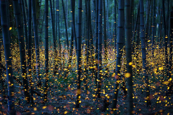 奇幻美景 日本现真实版萤火虫森林