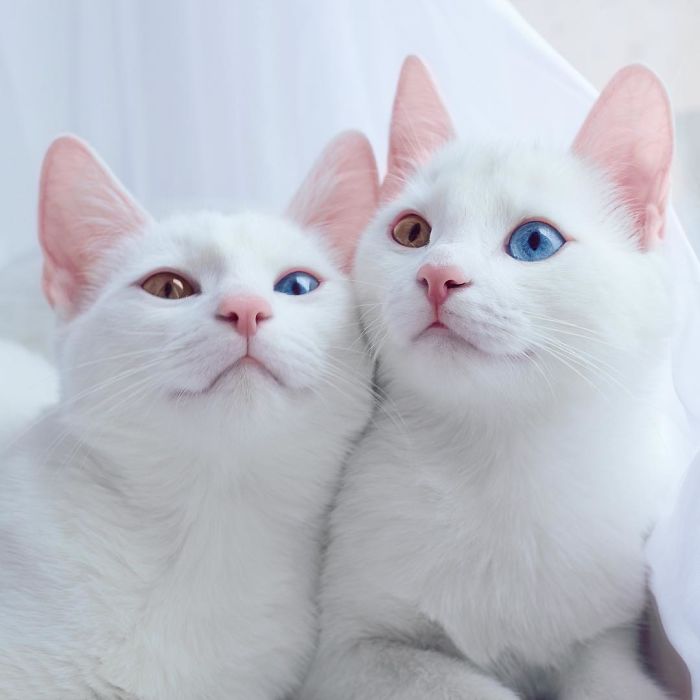 这可能是全球最美的双胞胎猫了