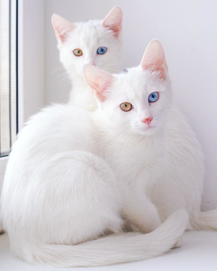 这可能是全球最美的双胞胎猫了