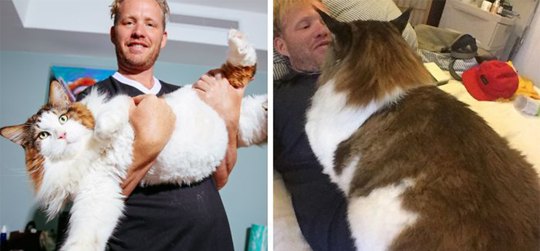 世界上最大的猫！13公斤的猫界网红其实内心很软萌