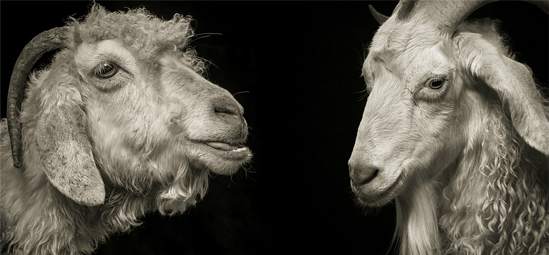 kevin horan摄影作品:羊