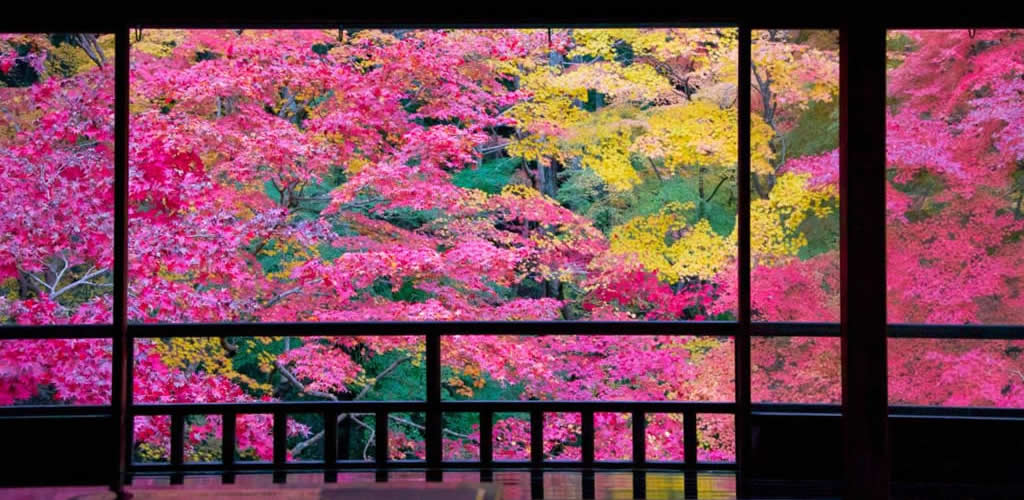 琉璃光院的叶子红了_旅游_生活方式_凤凰艺术