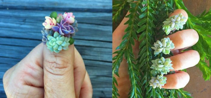 指甲艺术与真实肉质植物间的联系  