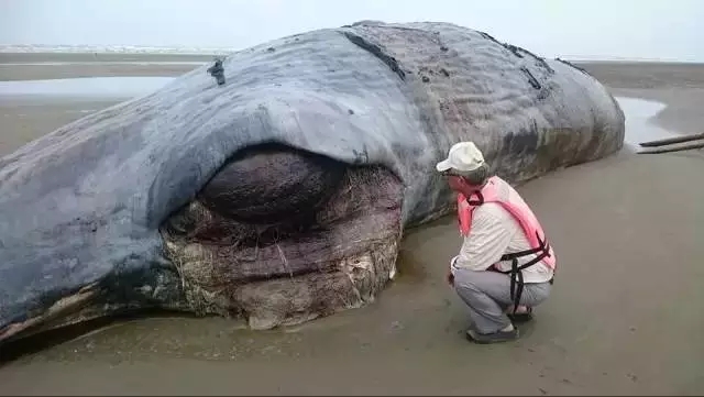 ▽死亡的鲸鱼,解剖后发现肚子里满是塑料袋