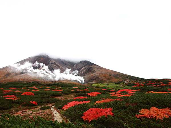 北海道之秋美丽短暂而绚烂 凤凰艺术