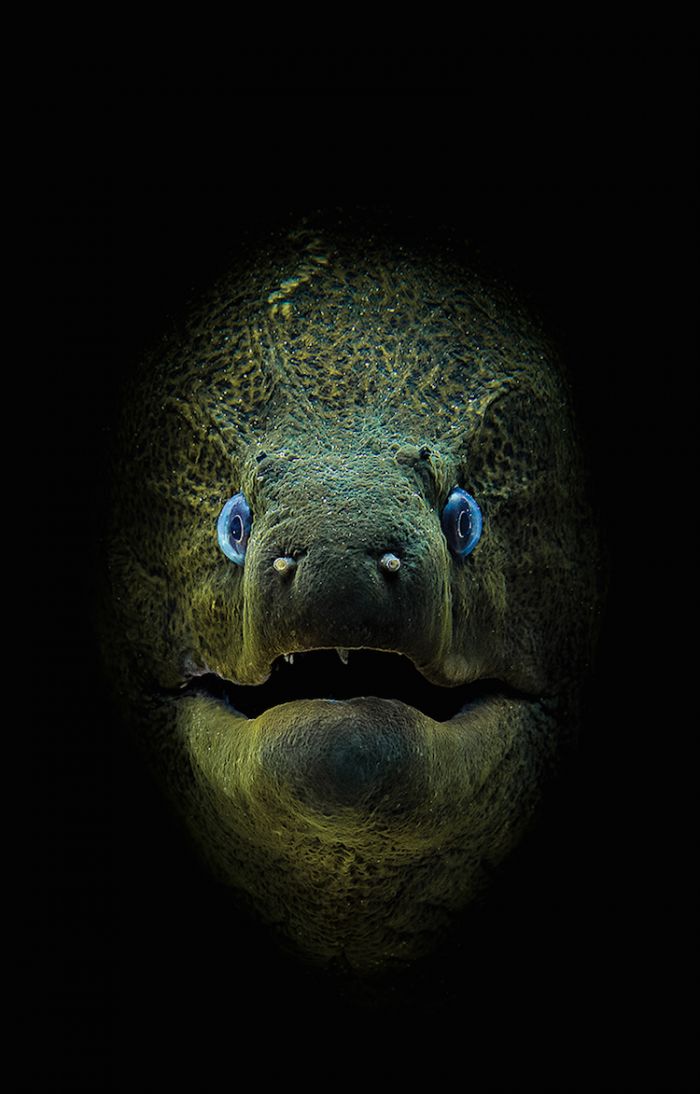 underwater-photography-contest-2018-winners-scuba-diving-magazine-1