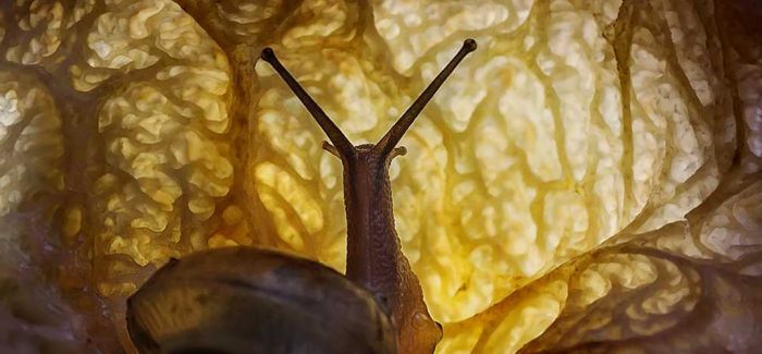 古生物研究新发现 白垩纪蜗牛琥珀