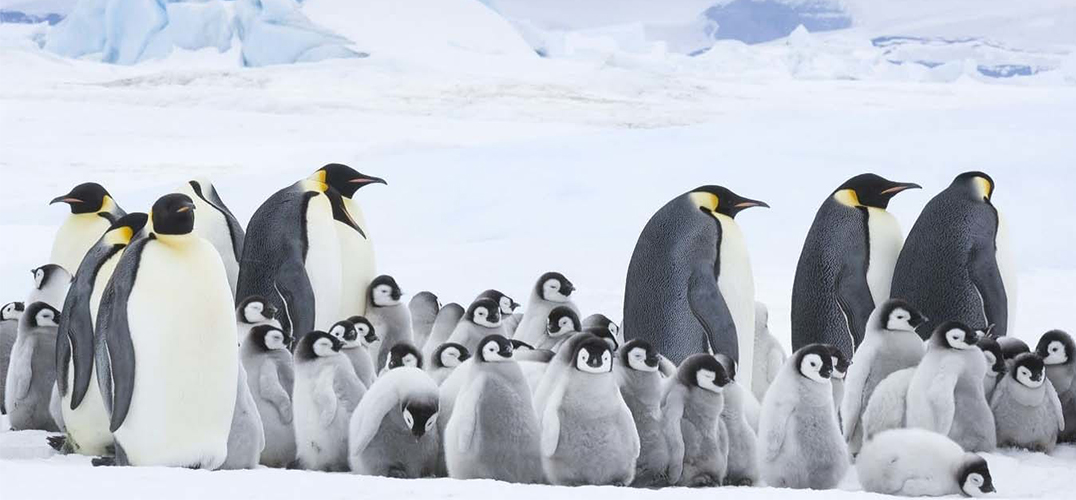 《帝企鹅日记2》:尊重生命 敬畏自然