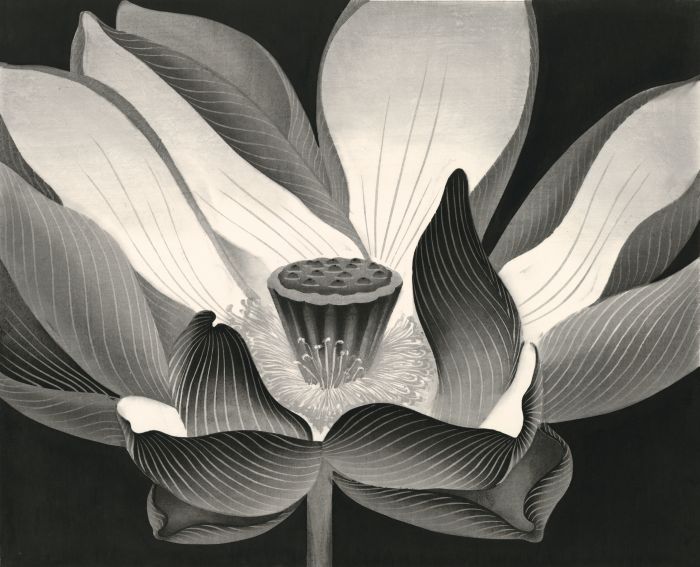荷 No.1 水印版画 Lotus No.1 Woodblock Print 52cm×63cm 1993 年