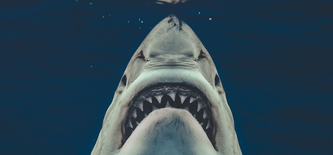海底之中 潜行的“大白鲨”