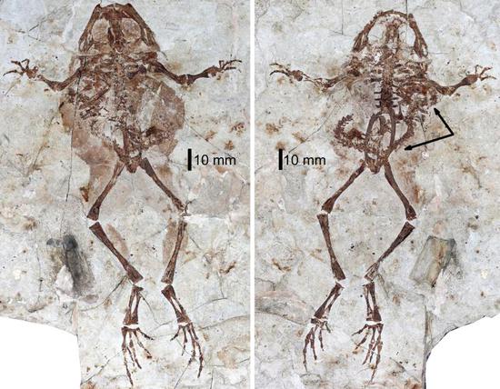化石定格1亿年前青蛙吞食蝾螈画面 凤凰艺术