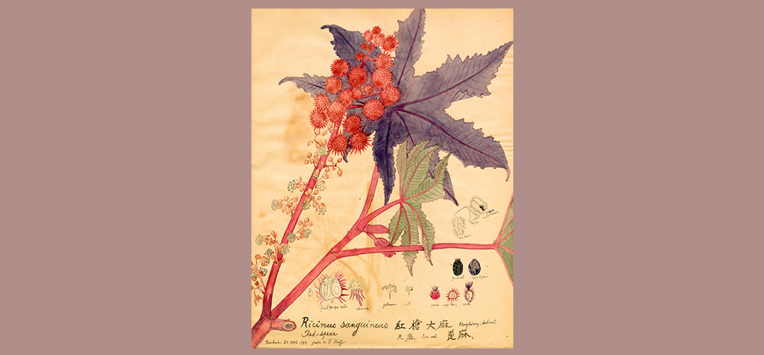 百年前的手绘植物科学画河北展出