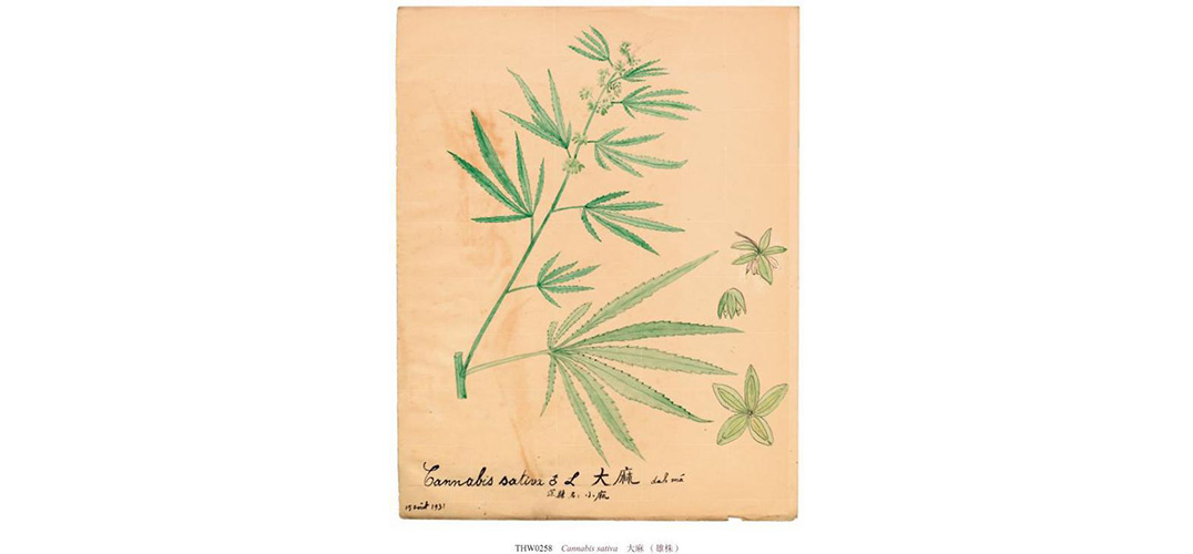 百年前的植物科学画是怎样的