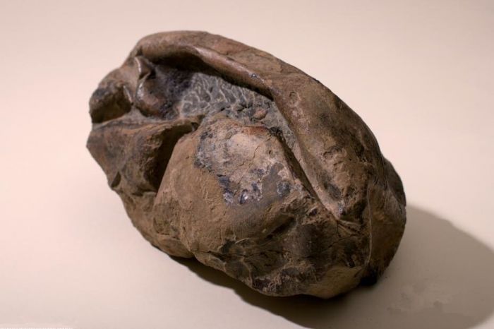 南极洲发现距今6600年恐龙蛋化石 凤凰艺术