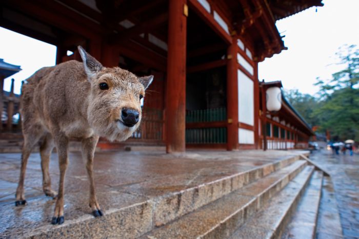 A_deer_on_the_steps_of_one_of_Exterior_of_Tōdai-ji_temple_complex_buildings._Nara,_Nara_Prefecture,_Kansai_Region,_Japan