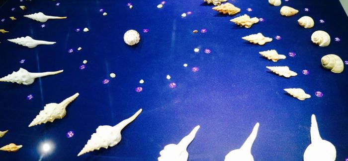 3000余件海洋贝类标本山东博物馆展出
