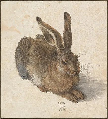 39▲《幼兔》，丢勒，1502